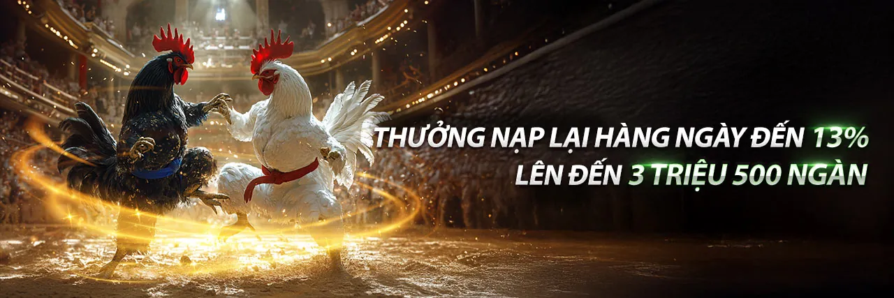 Hình ảnh gà chọi đang thi đấu trên sân đấu KP88